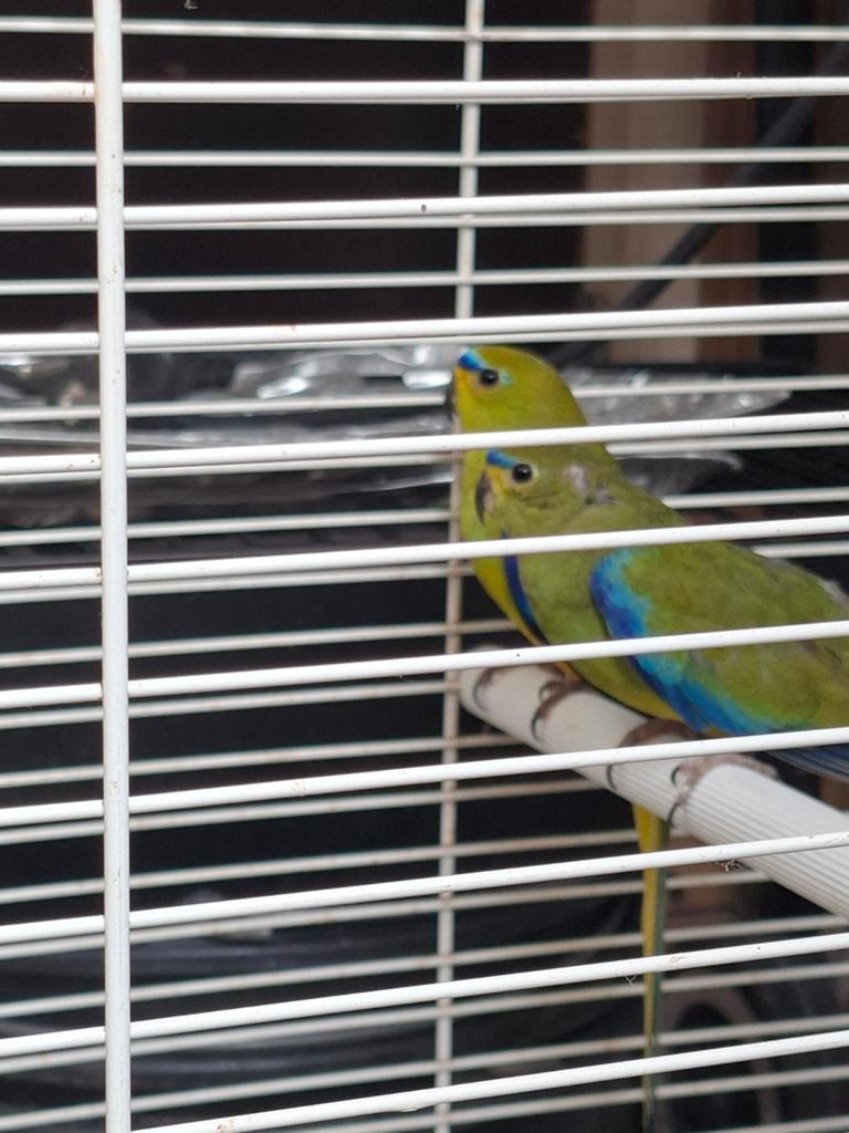 Koppel elegant parkieten, Dieren en Toebehoren, Vogels | Parkieten en Papegaaien, Meerdere dieren, Parkiet