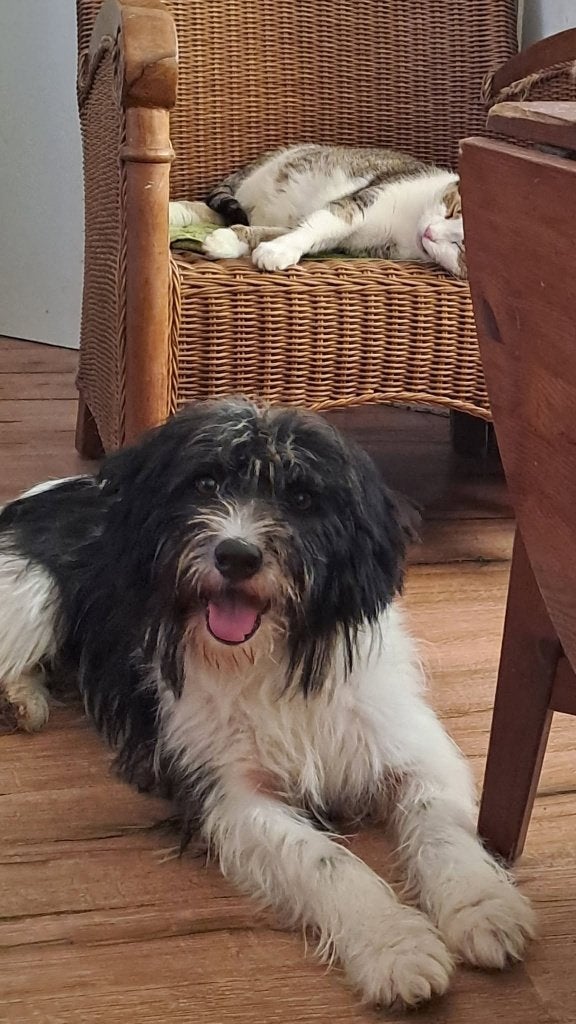 URGENT POOCHIE 1jr. Speels/niet luidruchtig/cats/dogs, Handelaar, 1 tot 2 jaar, Buitenland, Teef