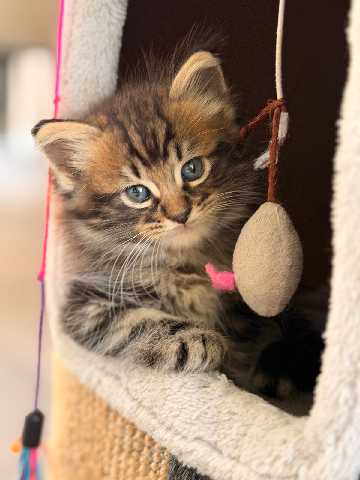 Kitten (ras-ouders) blauwe rus x boskat, laatste katertje, Poes, 0 tot 2 jaar