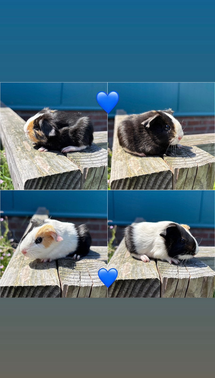 Twee gladhairge cavia broertjes (25 juni), Cavia, Juni, Mannelijk, Tam