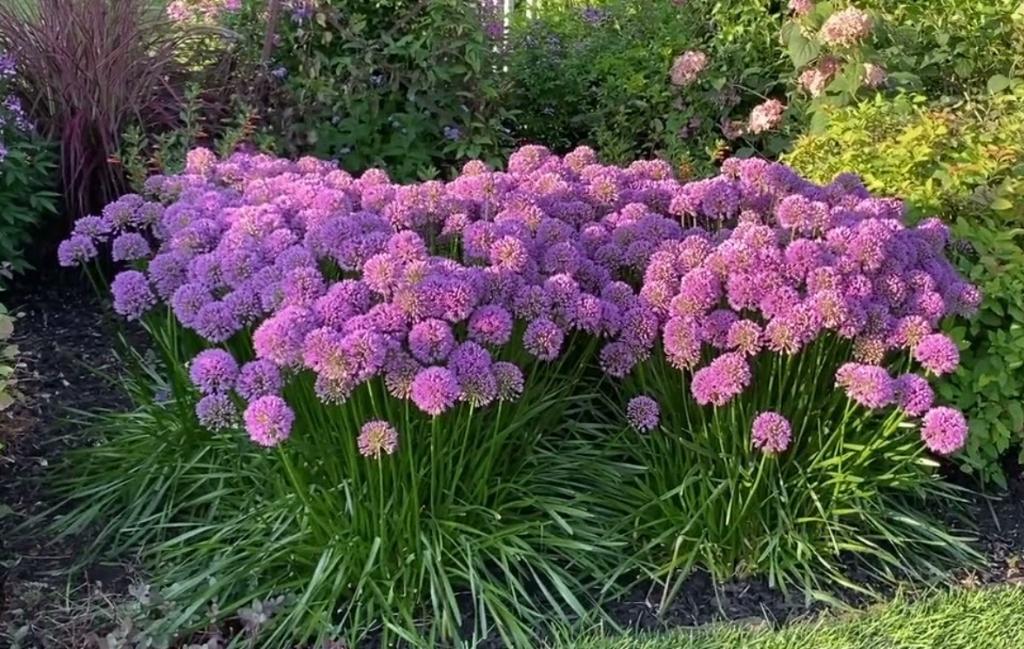 Allium 'Millenium' (Sierui) in p9, Volle zon, Vaste plant, Zomer, Ophalen