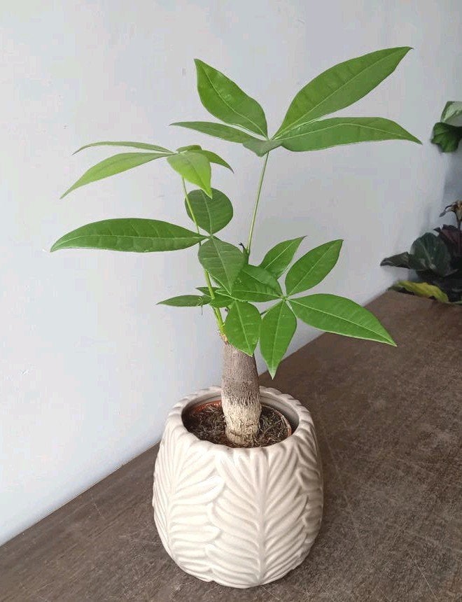Kamerplant incl pot 30cm pachira, Huis en Inrichting, Kamerplanten, Ophalen, Overige soorten, Halfschaduw, In pot