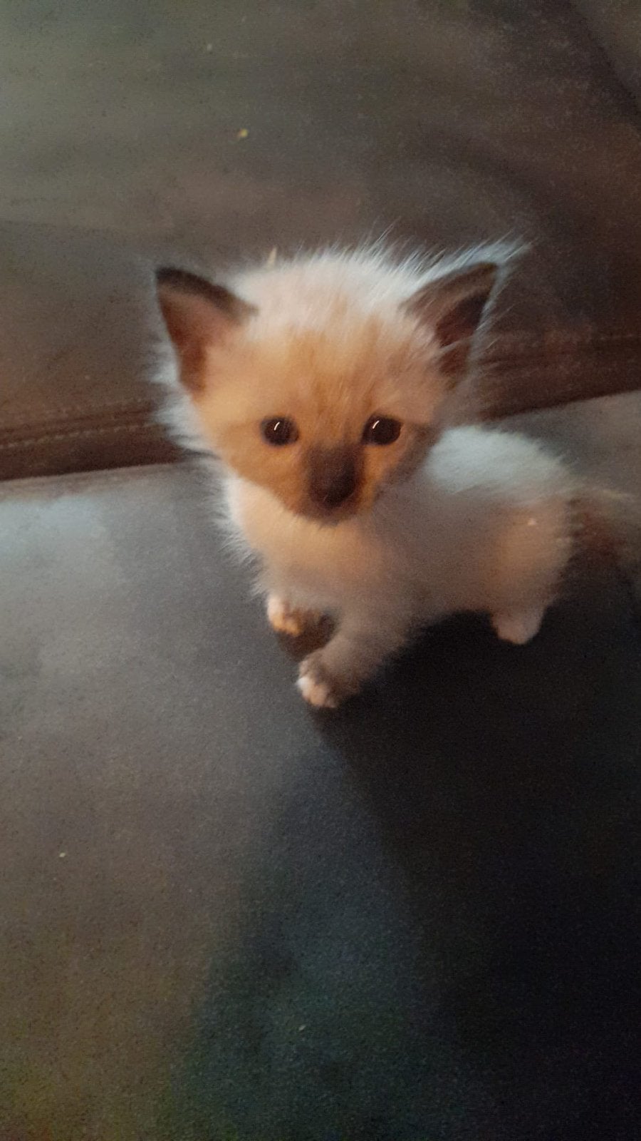 Ragdoll kittens, Dieren en Toebehoren, Katten en Kittens | Raskatten | Langhaar, Meerdere dieren, 0 tot 2 jaar, Gechipt, Ontwormd