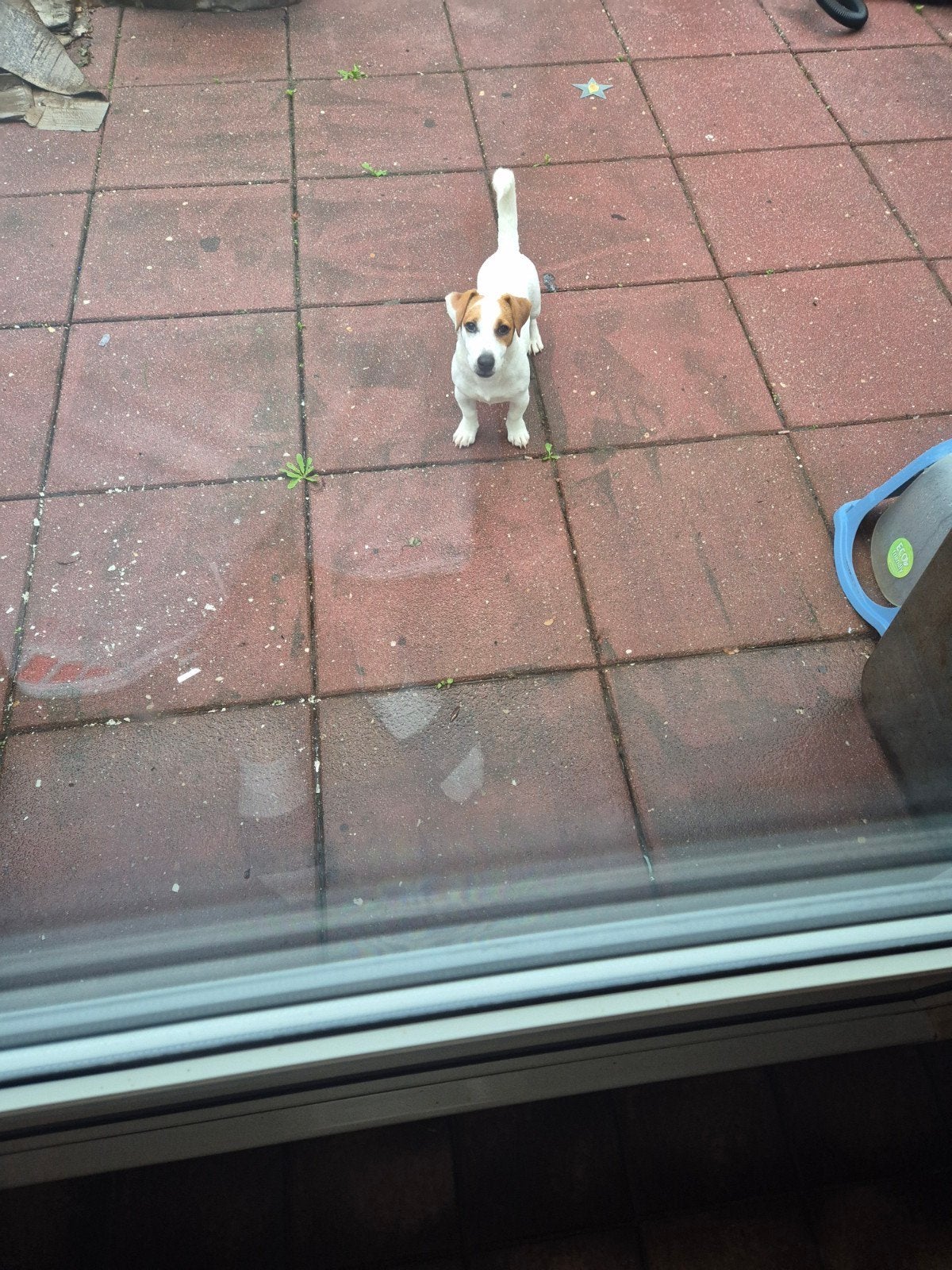 jack russel pup 5 maand, Dieren en Toebehoren, Reu, Eén hond, CDV (hondenziekte), Nederland