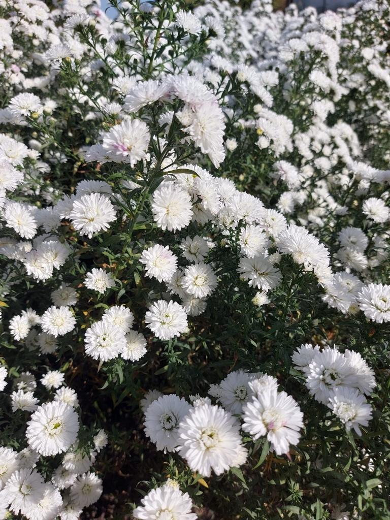 Prachtige aster "novi-belgii White Ladies", Tuin en Terras, Planten | Tuinplanten, Ophalen, Vaste plant, Overige soorten, Volle zon