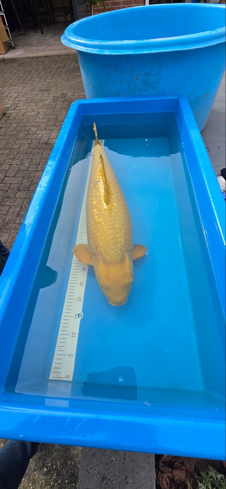 Ginrin Chagoi Hirasawa. Japanse Koi, Karper of Koi