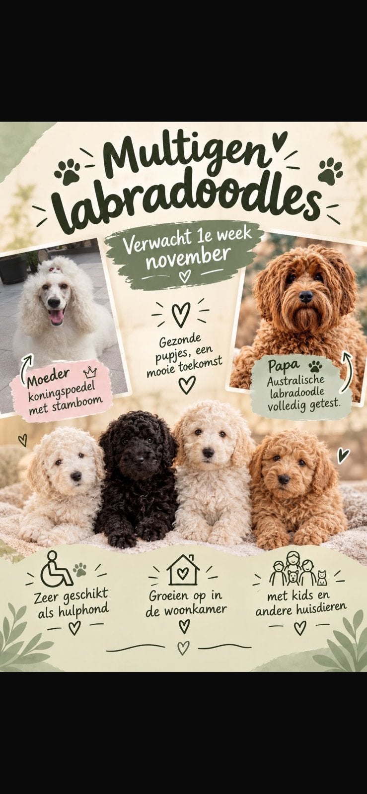 Labradoodle multigen puppy’s puppy, Overige rassen, 8 tot 15 weken, Meerdere dieren, Eén hond