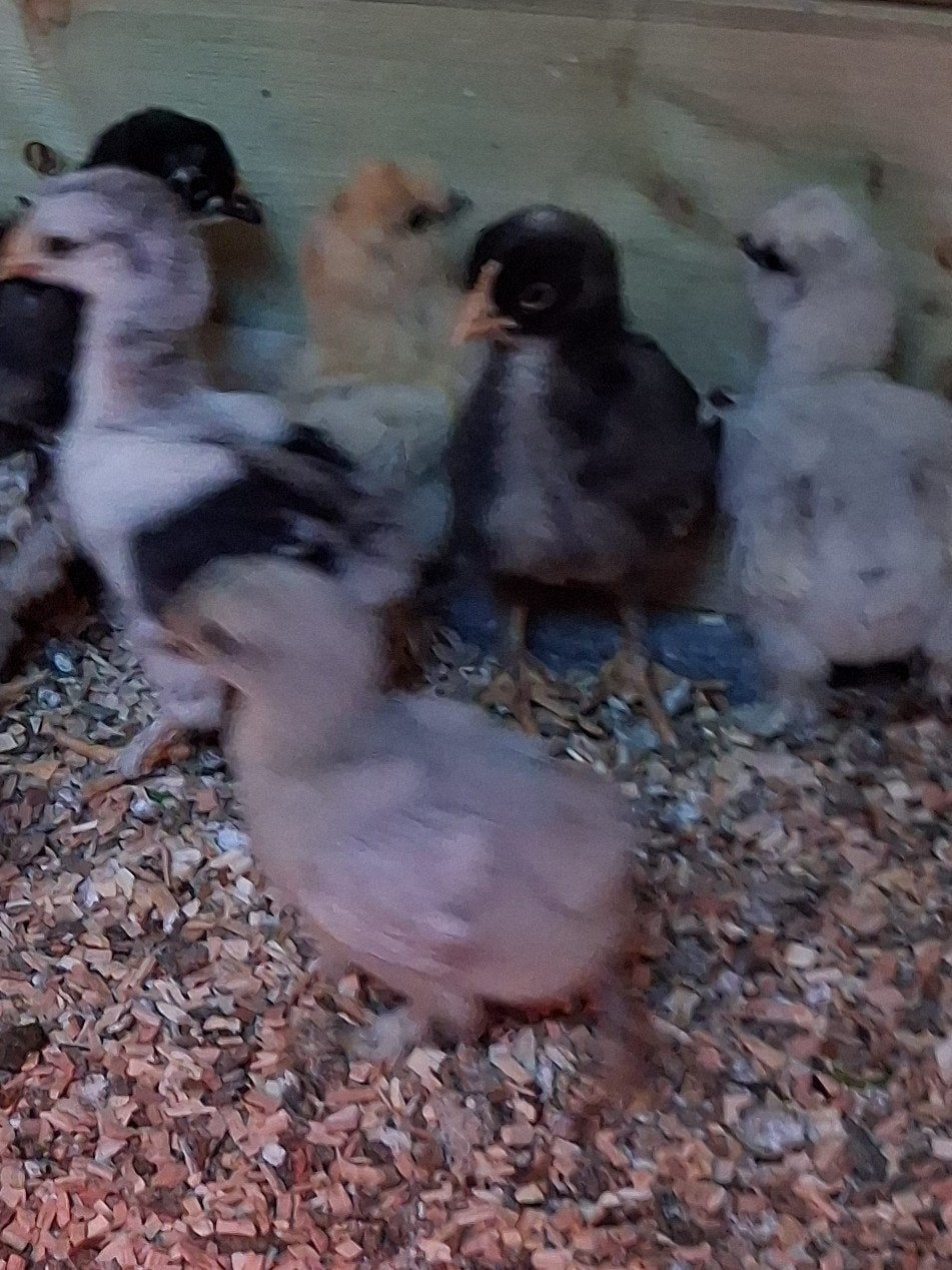 Kriel kuikens, Dieren en Toebehoren, Pluimvee, Geslacht onbekend, Kip