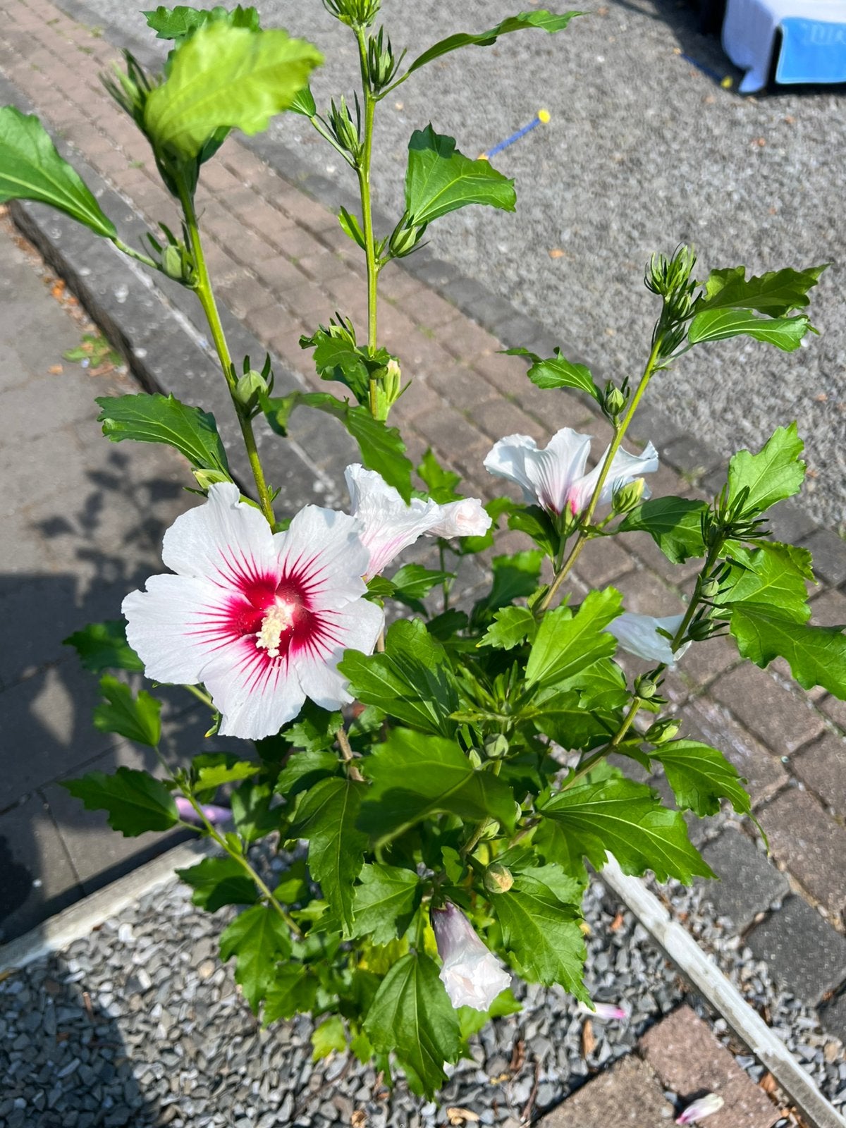 Gezonde 🤩 hibiscus planten vol in knoppen/ mooie bloemen, Ophalen of Verzenden, Overige soorten, Minder dan 100 cm