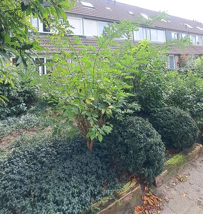 Es (struik), Tuin en Terras, Ophalen, Vaste plant, Overige soorten, Volle zon