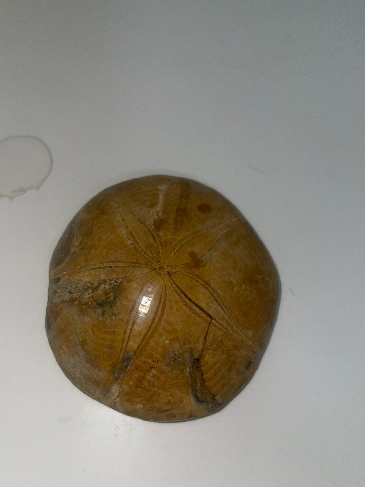 Fossiele Zee-egel met Bloemmotief 6CM - Zanddollar -, Ophalen of Verzenden, Fossiel