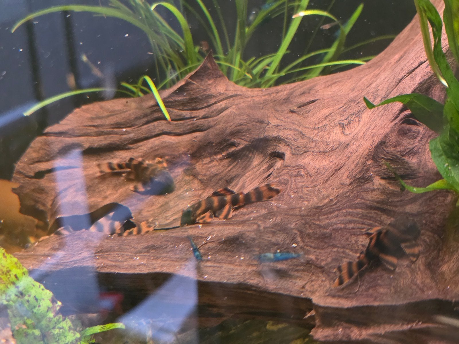 Mooie gezonde F1 L397 jongen, Dieren en Toebehoren, Vis