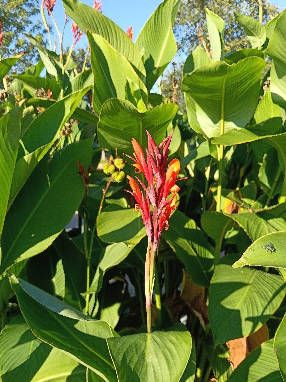 Zaden van Canna, Ophalen of Verzenden, Voorjaar, Volle zon, Zaad