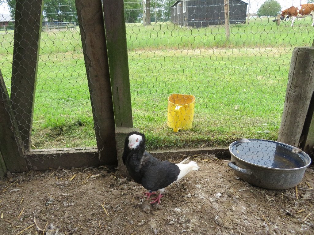 2 mooi oud hollandse capucijnen sierduiven piepers, Meerdere dieren, Overige soorten
