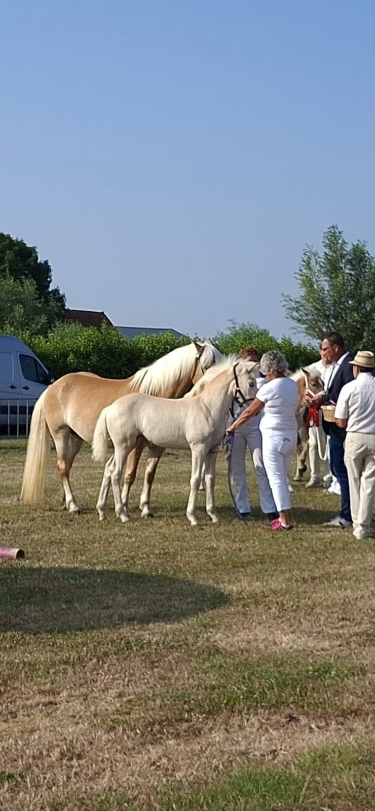 Haflinger veulen merrie, Ophalen of Verzenden