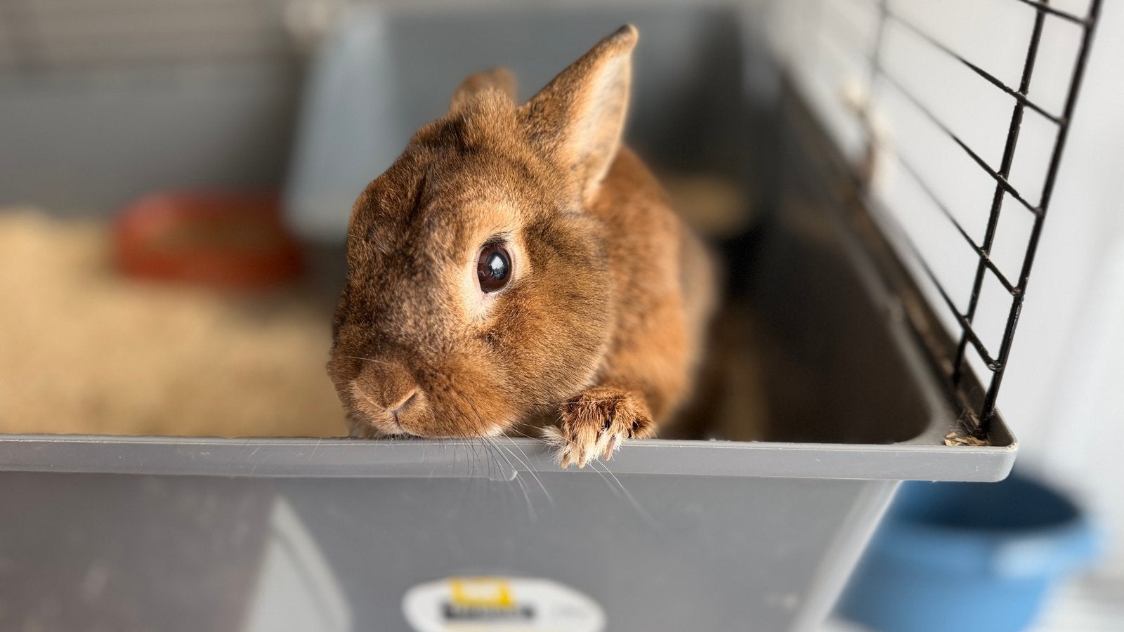 Dwerg konijnen, Dieren en Toebehoren, Mannelijk, Dwerg