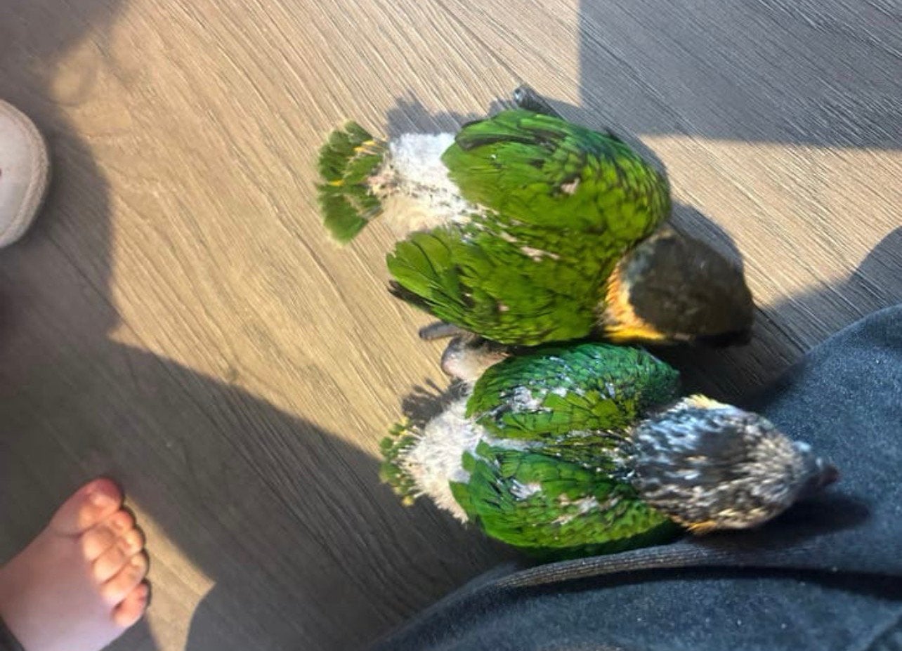Zwartkop Caiques 2 stuks, Dieren en Toebehoren, Papegaai, Tam