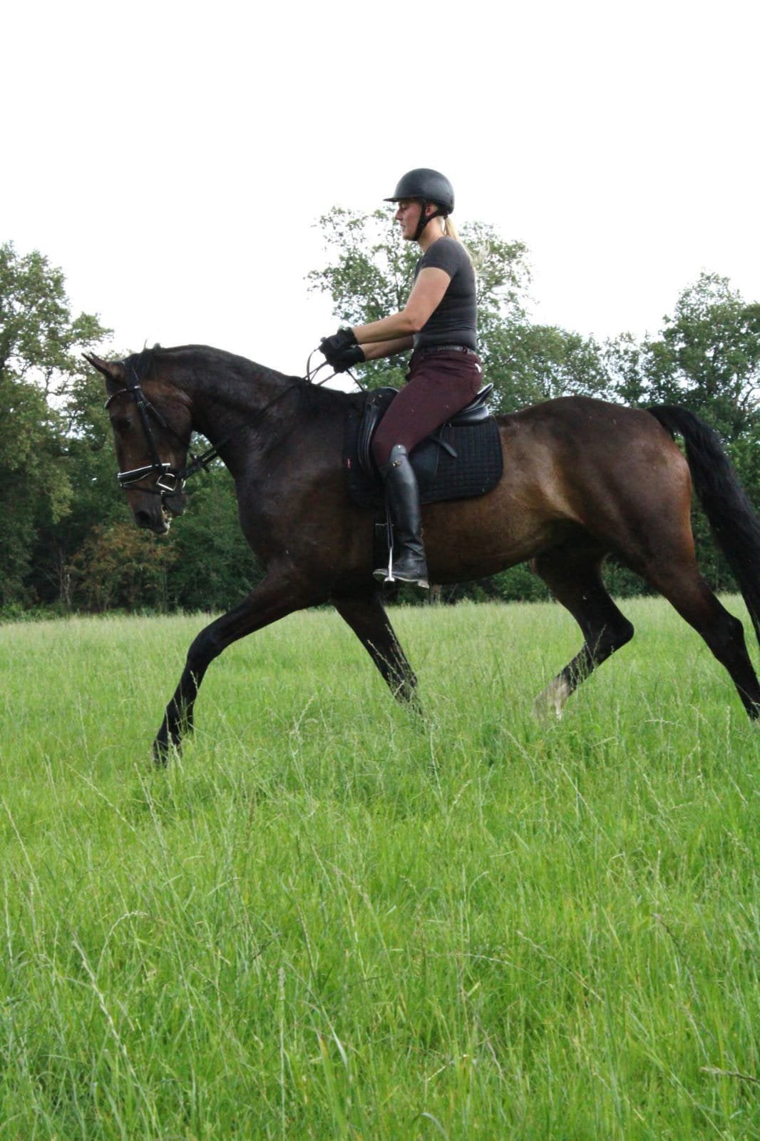 Lieve grote 6 jarige allround recreatie ruin, Dieren en Toebehoren, Paarden, 175 cm of meer, Ruin, 3 tot 6 jaar, L