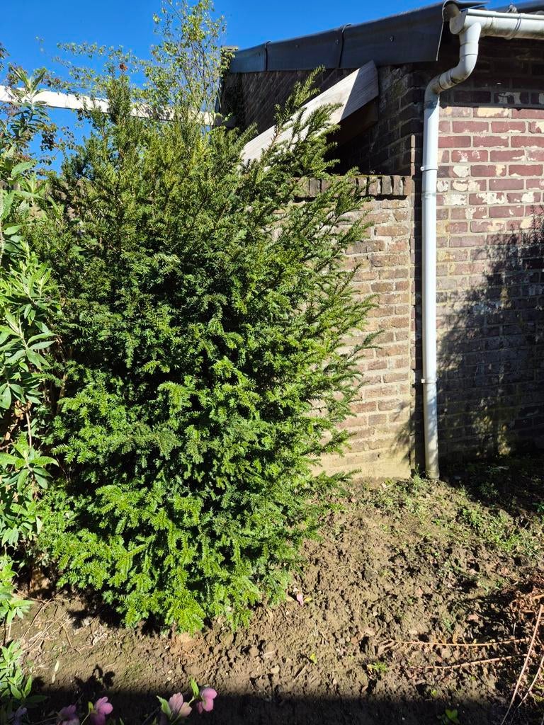 Grote taxus, Tuin en Terras, Planten | Bomen, Ophalen, Bloeit niet, Halfschaduw, Overige soorten