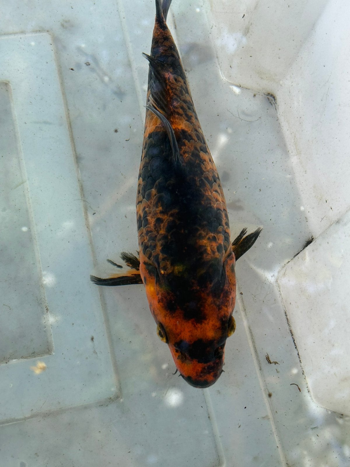 Koi karper zwart orange  20 cm  zie ook andere advertenties, Karper of Koi