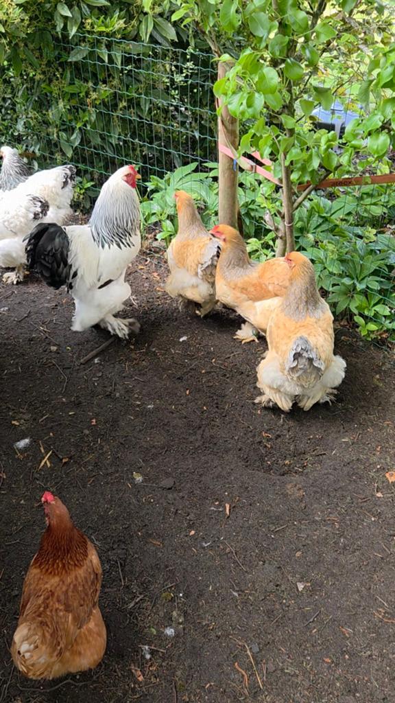 Brahma broedeieren, Dieren en Toebehoren, Pluimvee, Kip, Geslacht onbekend