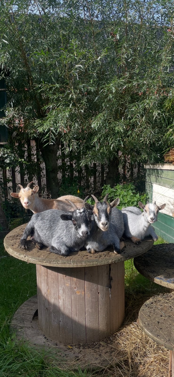 Blauwschimmel dwerggeiten, Dieren en Toebehoren, Meerdere dieren, Schaap
