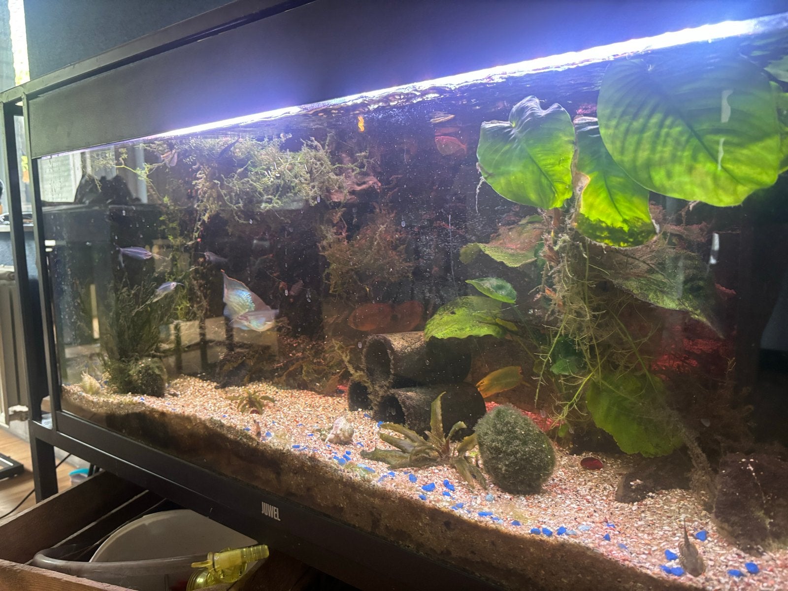 Aquarium, Dieren en Toebehoren, Ophalen, Gebruikt, Gevuld zoetwateraquarium, Inclusief vissen