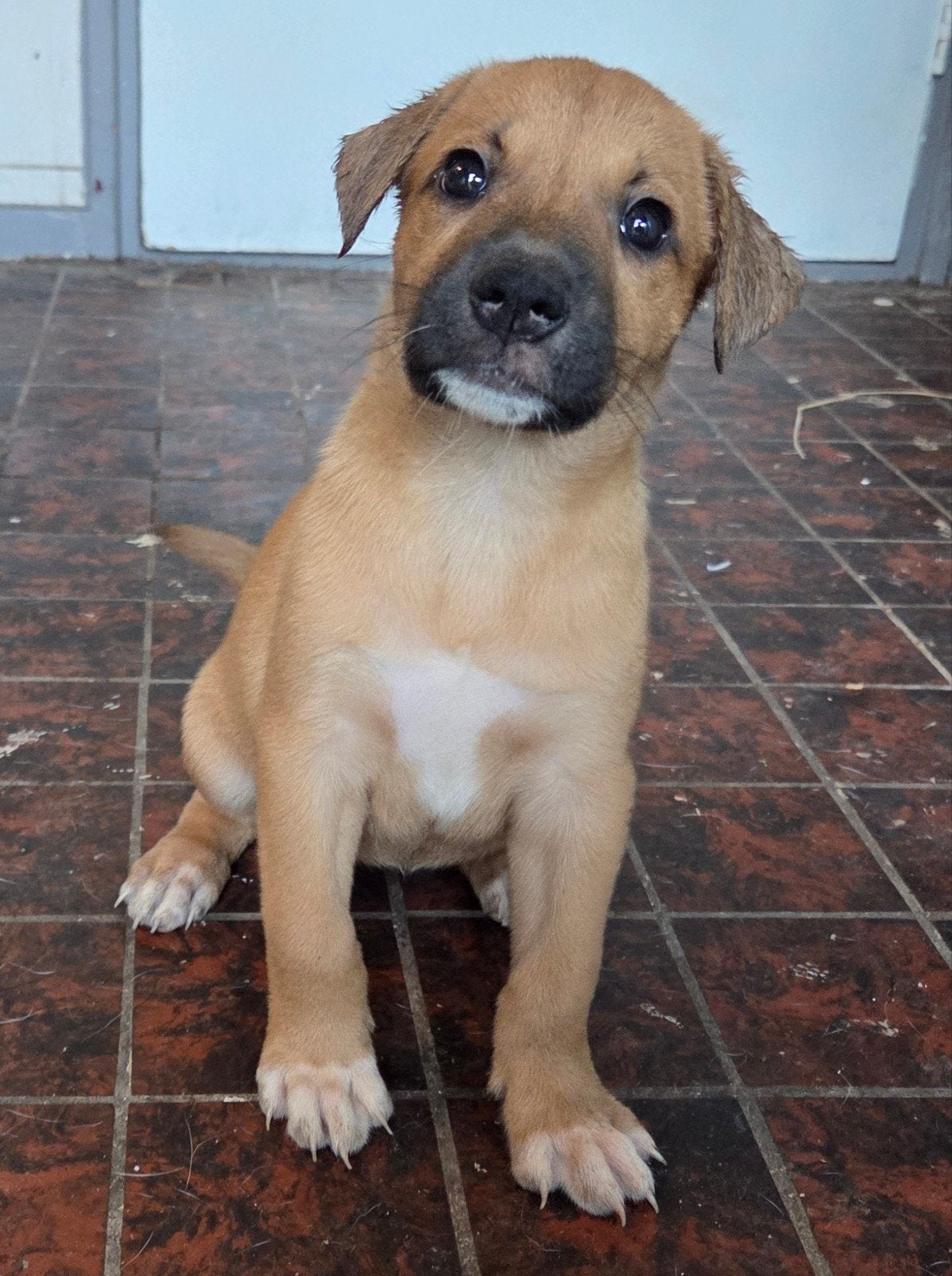 nog 1 lief mensgericht teefje, Parvo, 8 tot 15 weken, Teef, Eén hond