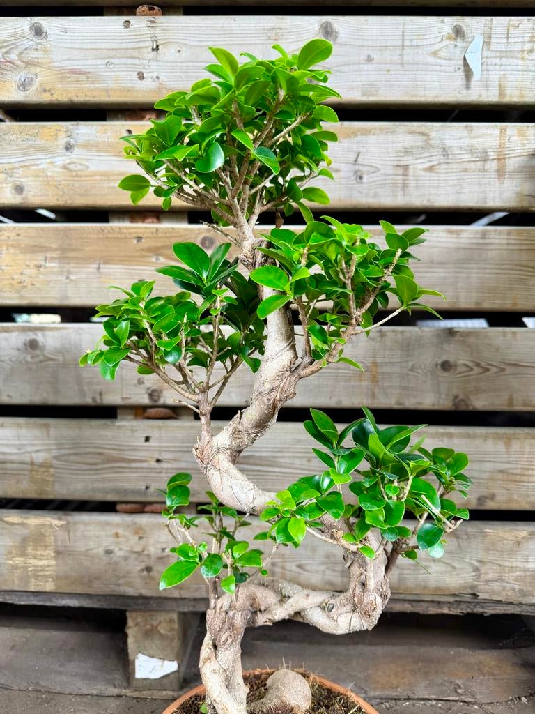 Prachtige Bonsai Ficus Microcarpa 'Ginseng', Huis en Inrichting, Kamerplanten, Ophalen of Verzenden