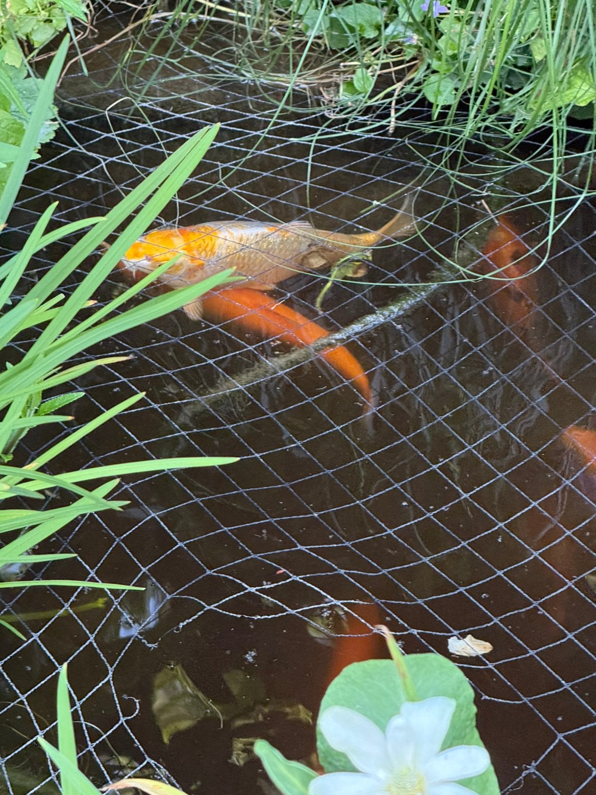 Mooi goudkleurige Koi, Dieren en Toebehoren, Karper of Koi