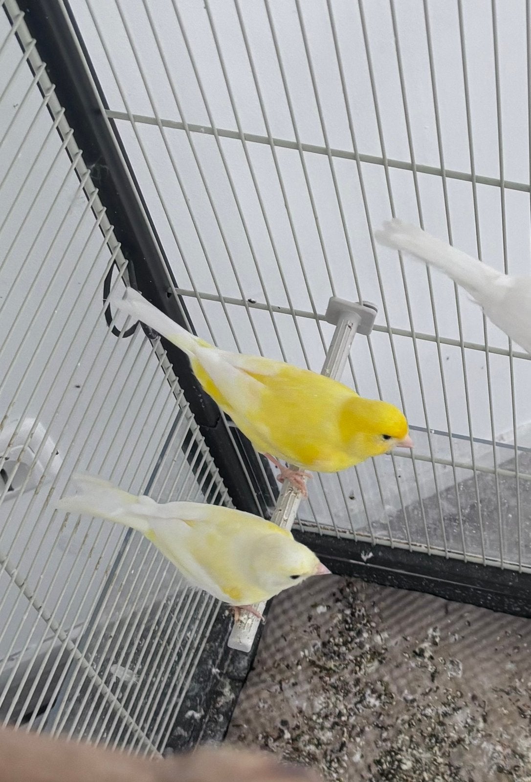 Waterslager koppel 2025, Dieren en Toebehoren, Vogels | Kanaries, Meerdere dieren