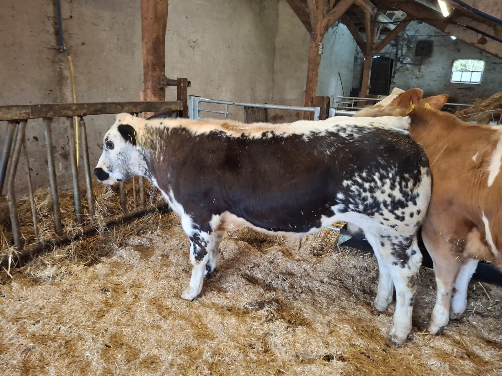 Super luxe (witrug)  (Belgische blauw) dikbil stieren, Dieren en Toebehoren, Vrouwelijk