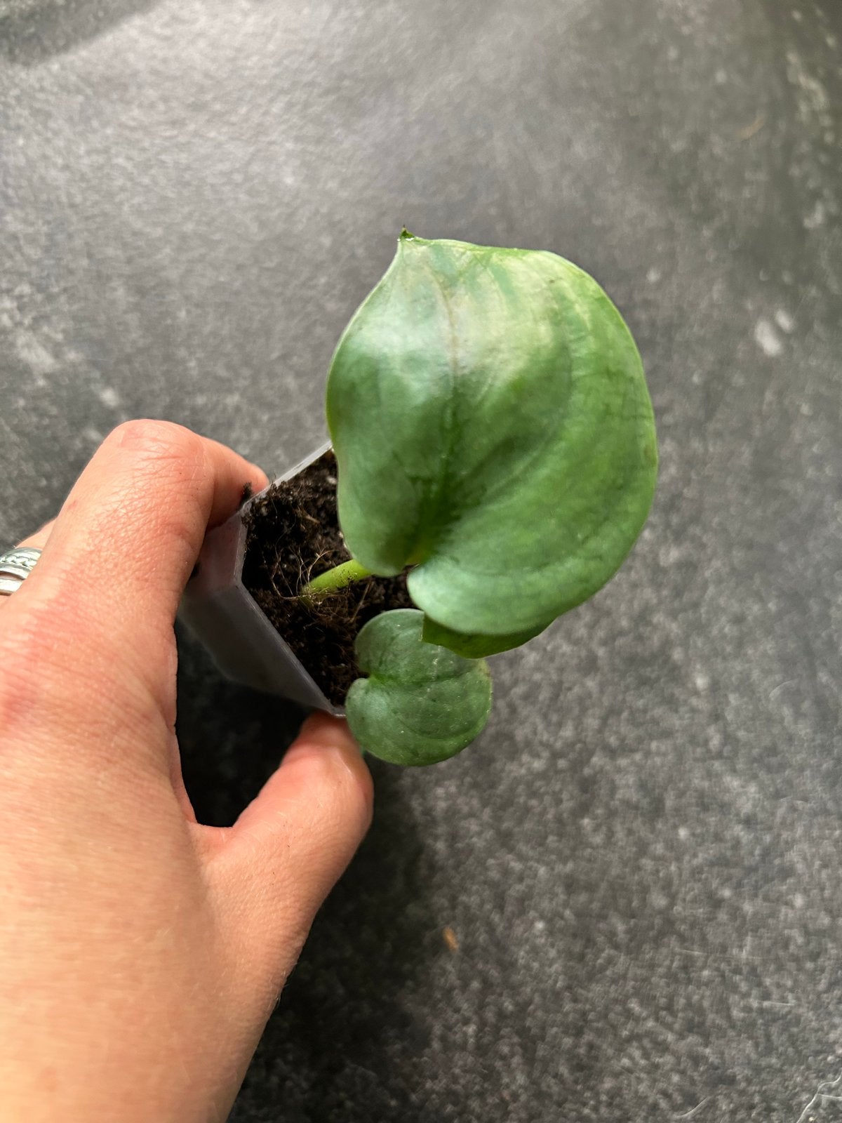 Scindapsus Silver Hero - Zeldzame en prachtige kamerplant, Ophalen of Verzenden, Halfschaduw, Minder dan 100 cm