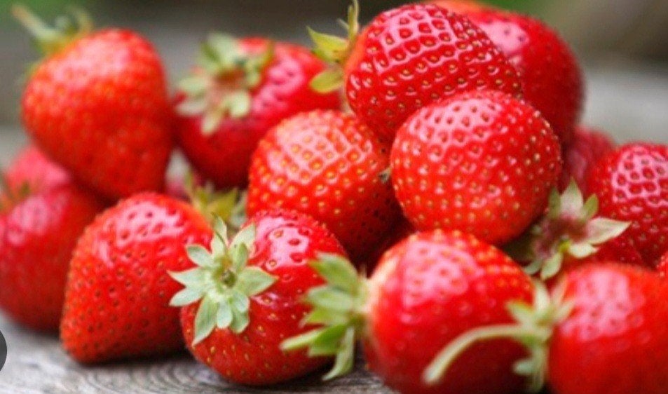 Tk: Aardbeiplantjes moestuin zaailingen bio 4 v €5, Ophalen, Eenjarig, Groenteplanten, Volle zon