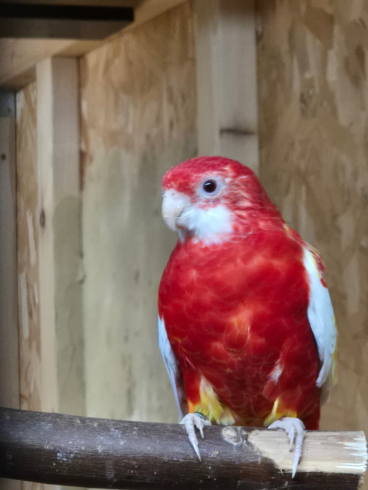 Rubino golden, Meerdere dieren, Parkiet, Geringd