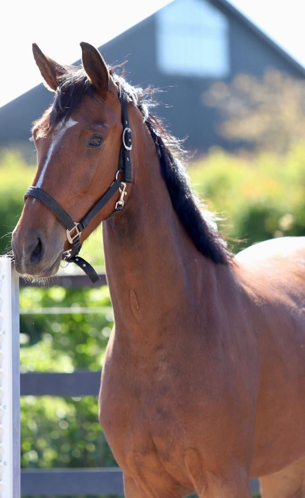 Aansprekende getalenteerde 3 jarige merrie, Dieren en Toebehoren, Paarden, Merrie, Met stamboom, Dressuurpaard, 3 tot 6 jaar