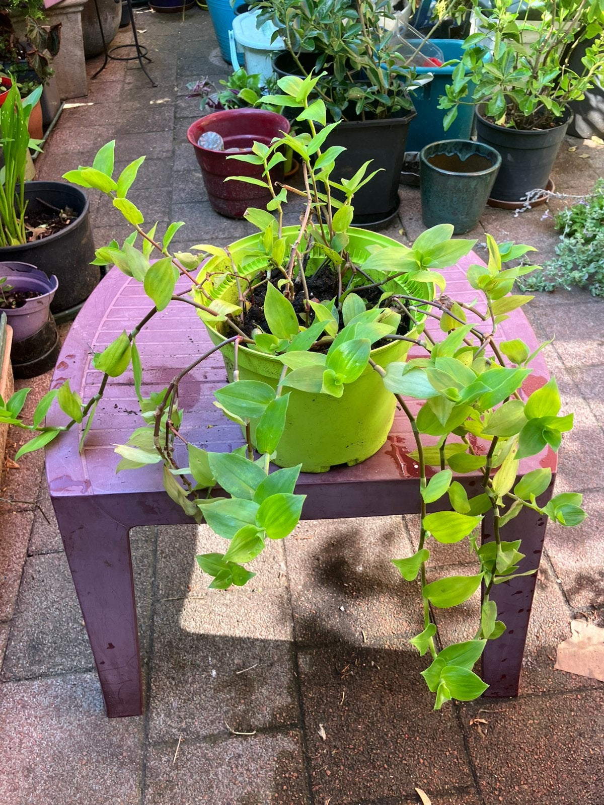 Kamerplant, Huis en Inrichting, Kamerplanten, Ophalen, Halfschaduw, Minder dan 100 cm