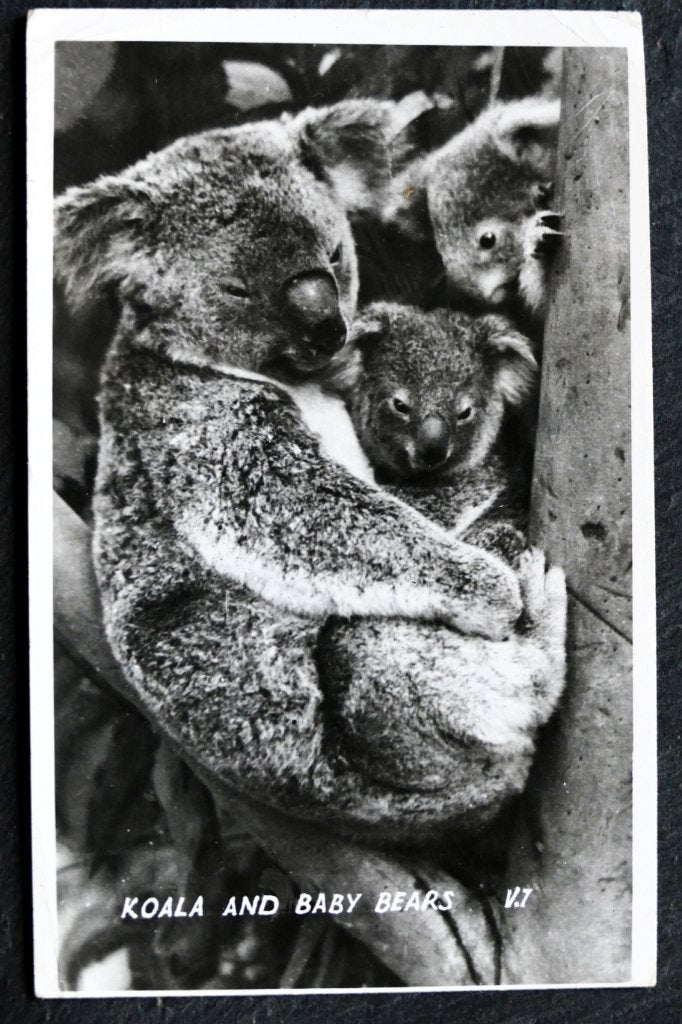 Koala mama met twee koala baby's, 1956, Verzamelen, Verzenden, 1940 tot 1960, Ongelopen, Overige soorten
