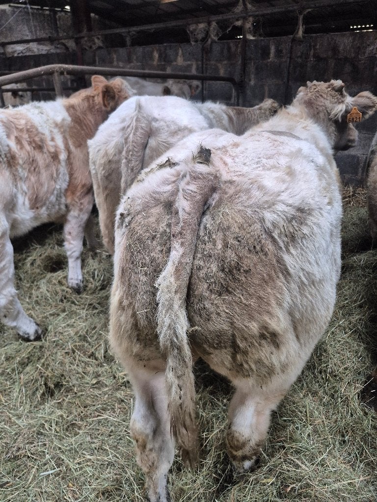 Kalveren, Dieren en Toebehoren, Meerdere dieren, 0 tot 2 jaar