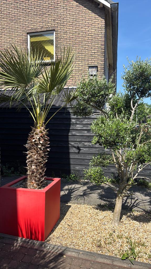 Palmboom in pot, Tuin en Terras, Planten | Bomen, Ophalen of Verzenden
