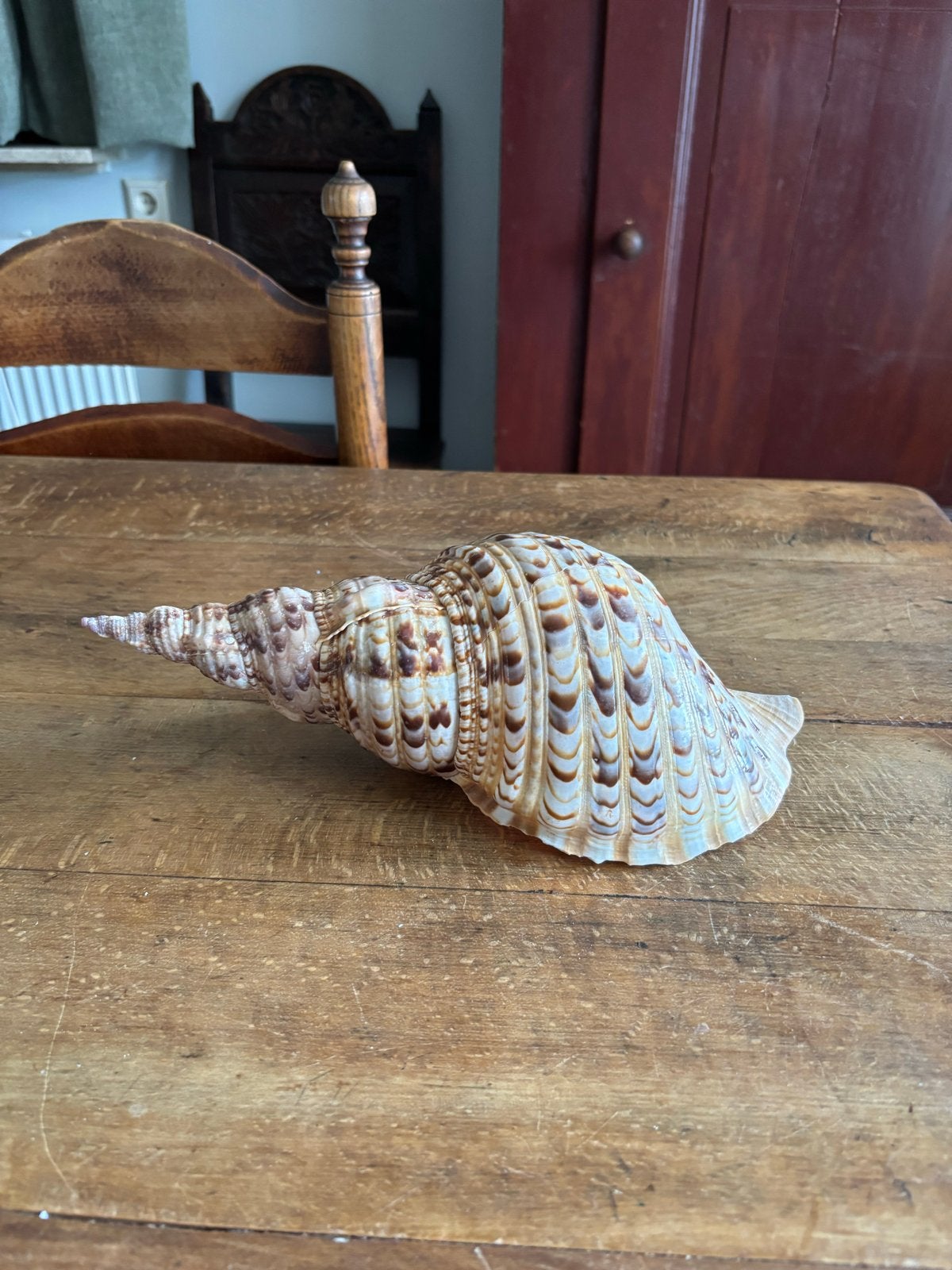Grote decoratieve schelp - 27 cm breed, Ophalen of Verzenden, Gebruikt