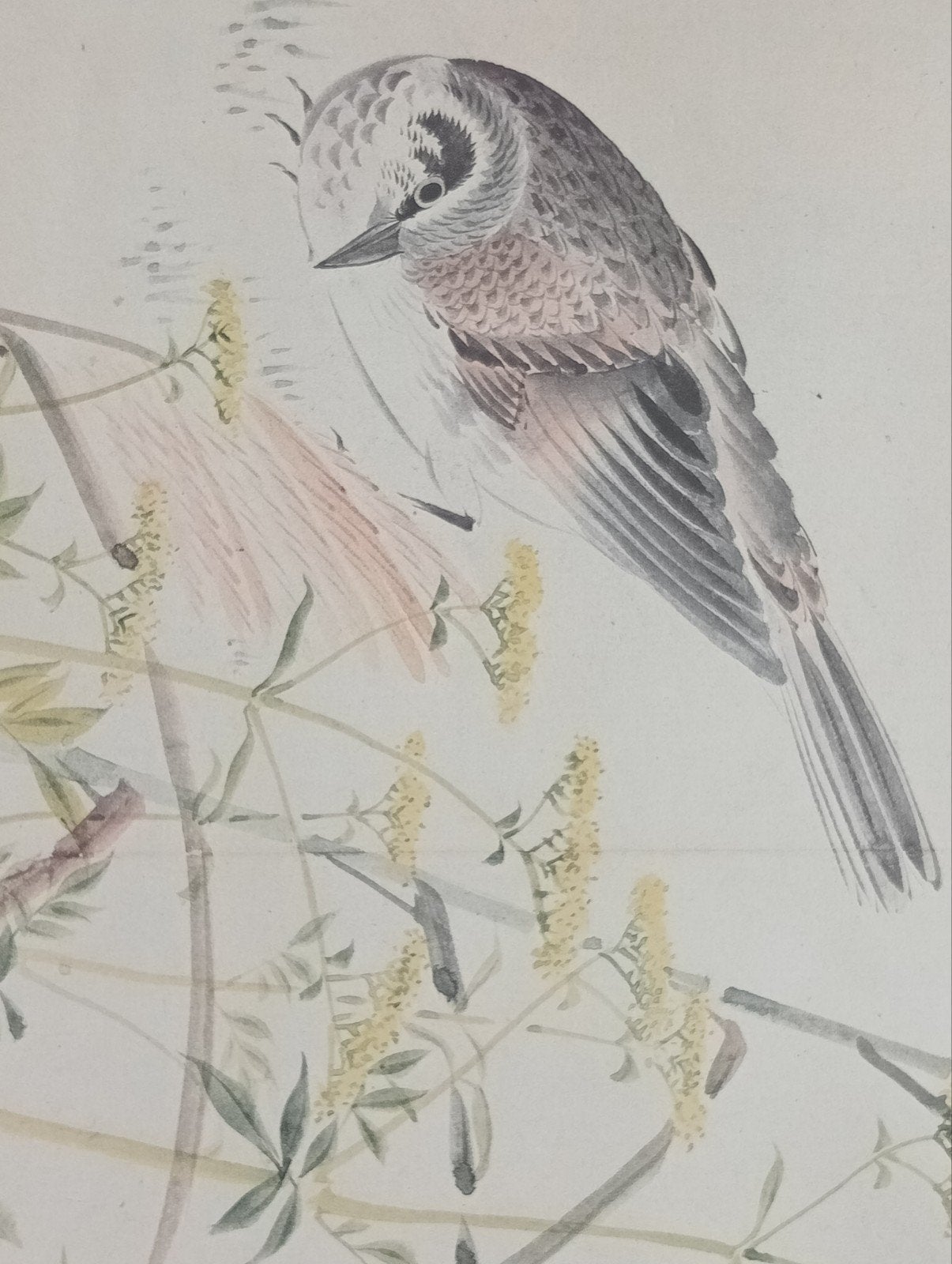 Print Vogel China of Japan, Antiek en Kunst, Kunst | Litho's en Zeefdrukken, Ophalen of Verzenden