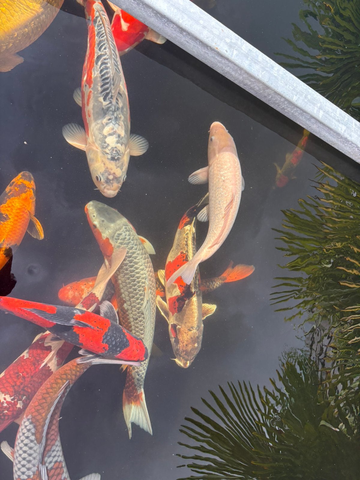 Nog twee koi te koop vanwege uitdunnen koibestand, Karper of Koi