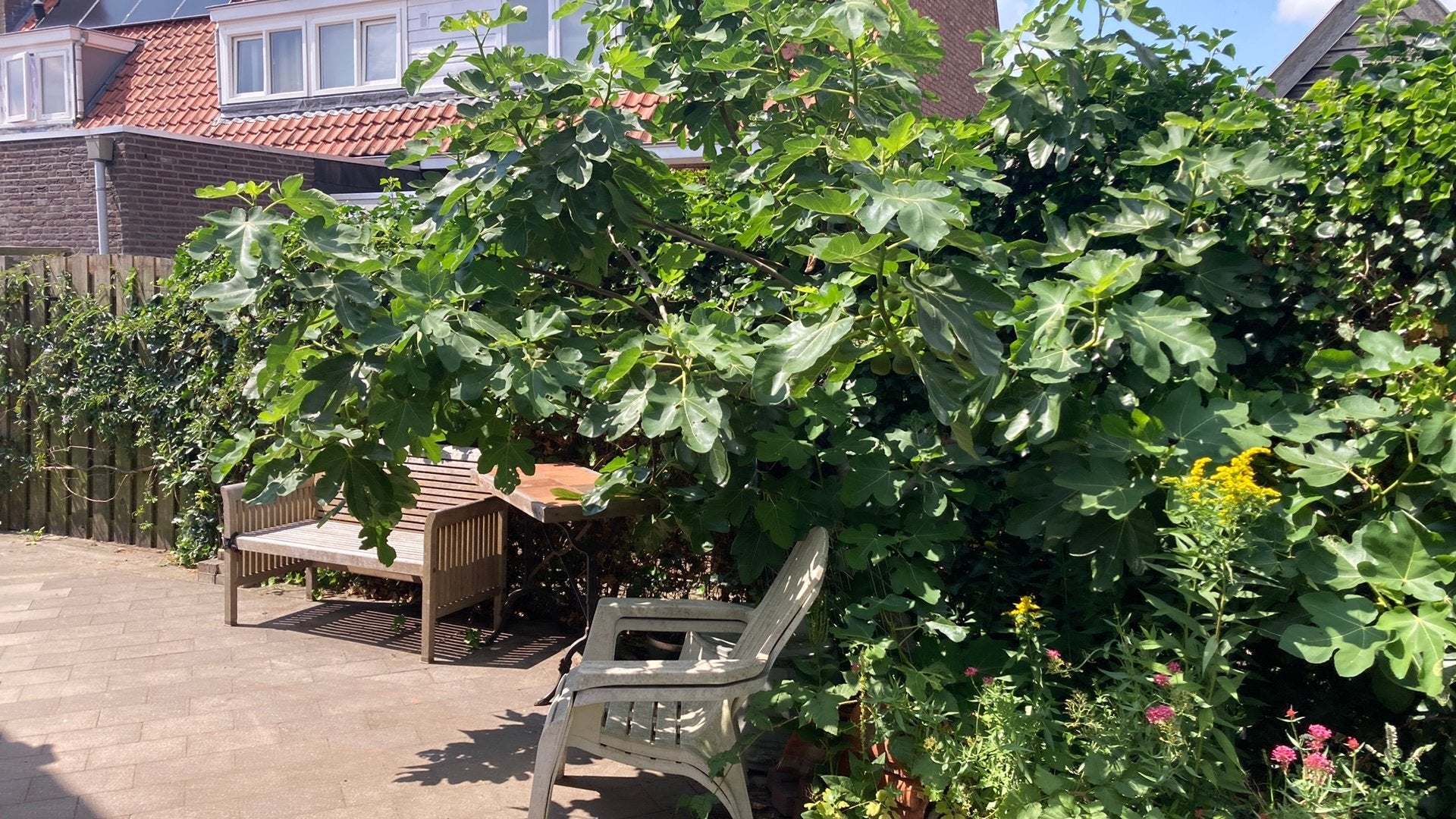 Vijgenboom winterhard, Ophalen, Bloeit niet, Halfschaduw, Overige soorten