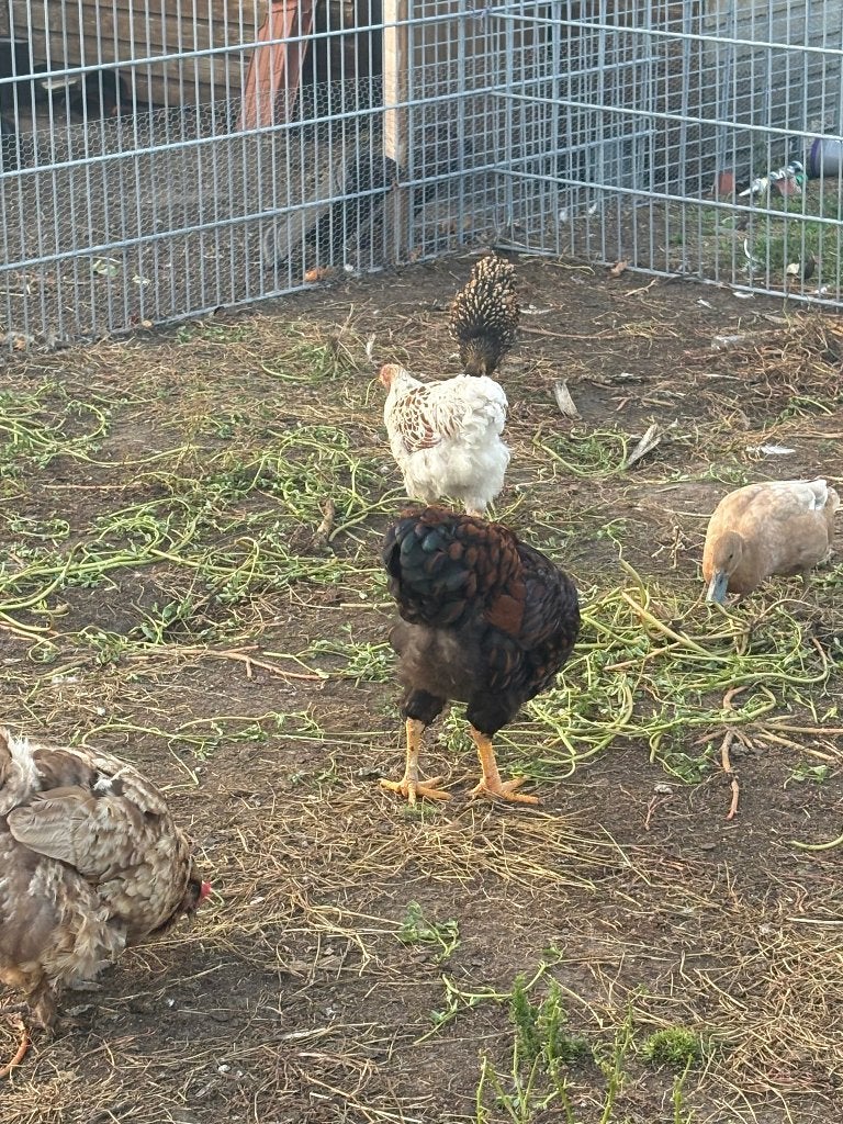 Brahma, Geslacht onbekend, Kip