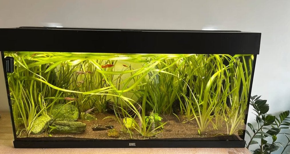 Vallisnerias voor aquarium of vijver, Ophalen, Nieuw, Plant(en), Steen of Hout