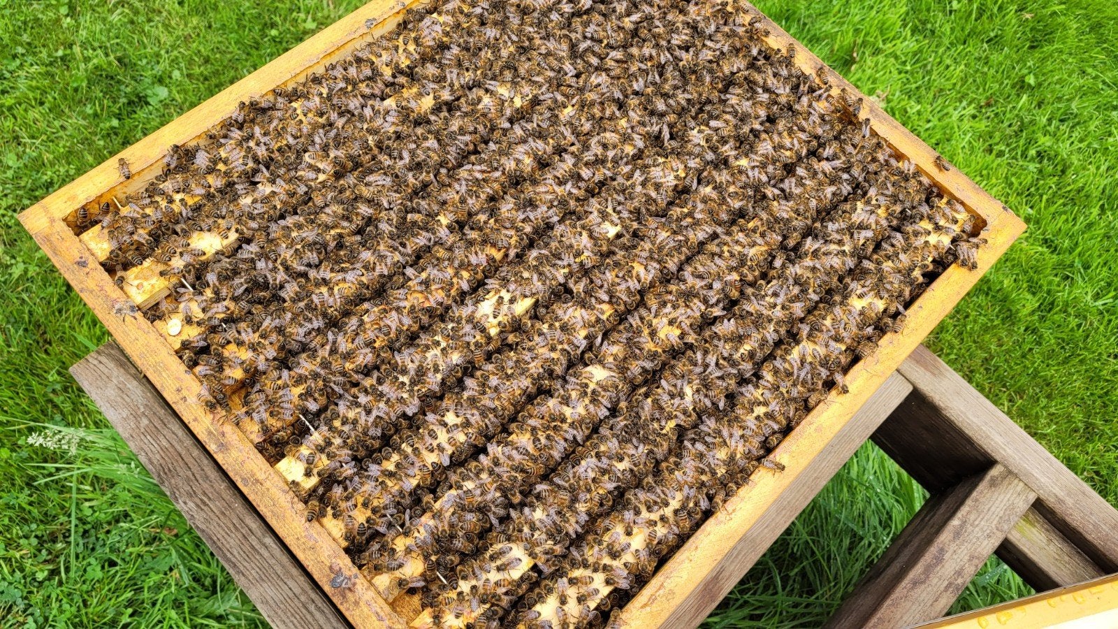 Buckfast bijenvolk op spaarkast formaat, Dieren en Toebehoren, Bijen