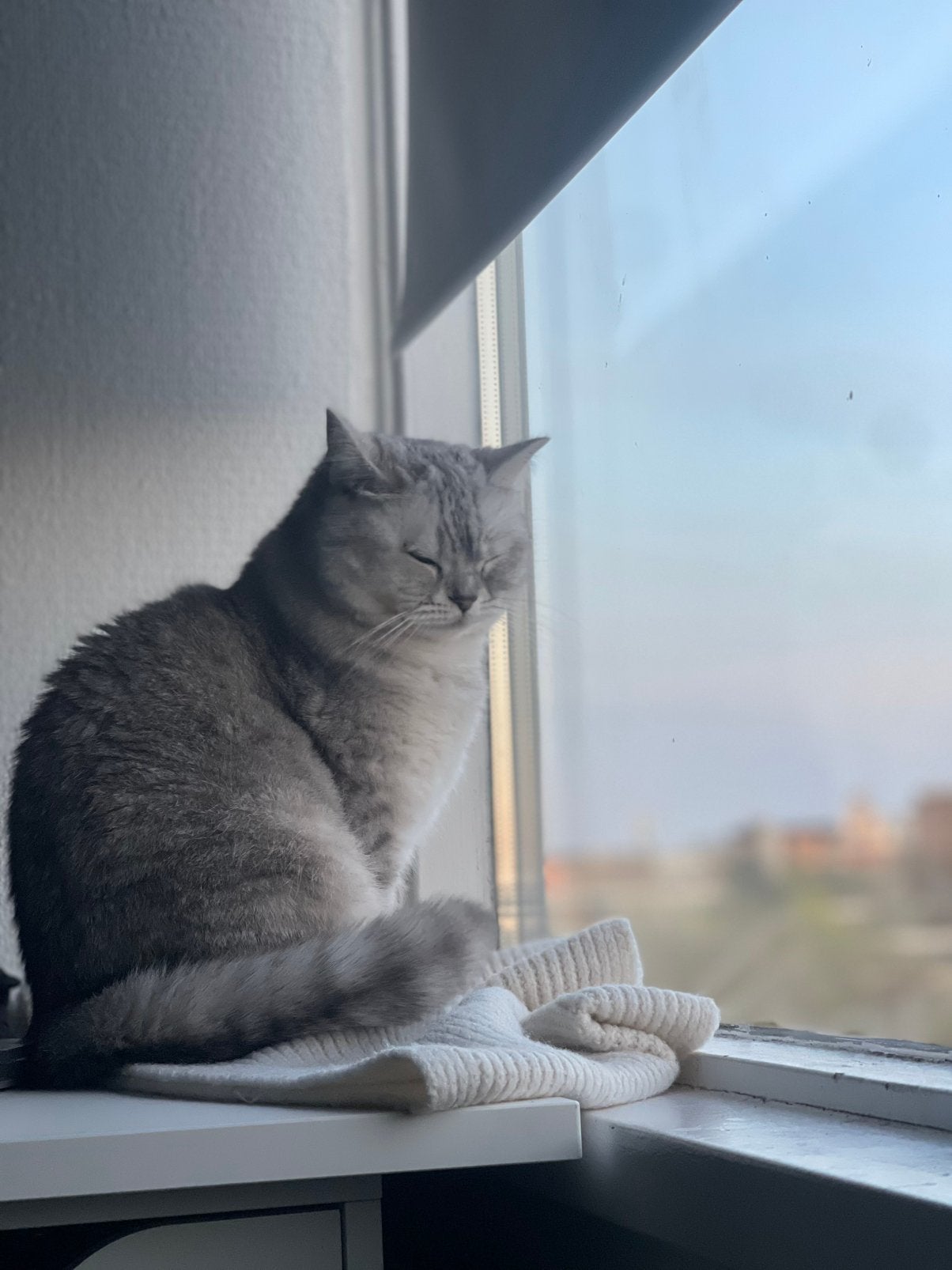 Minnos, Poes, Ontwormd, 3 tot 5 jaar