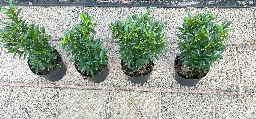 Laurier 'Sofia' Smalblijvend, geschikt als Buxusvervanger!🪴, Tuin en Terras, Planten | Struiken en Hagen, Ophalen, Laurier, Haag