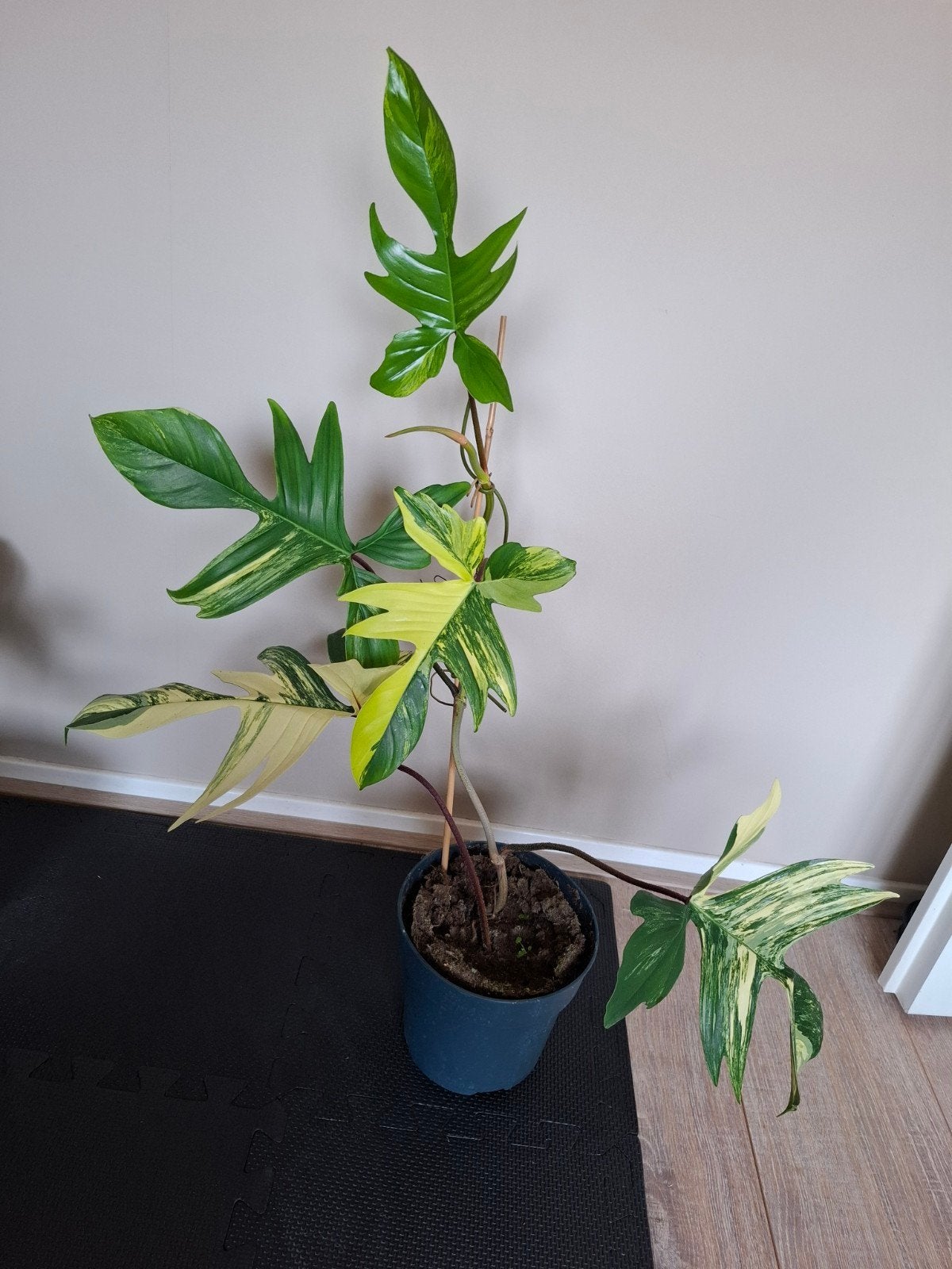 philodendron florida beauty, Ophalen, Halfschaduw, Minder dan 100 cm